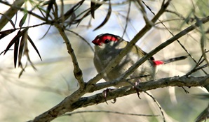A red-browed firetail in a tree. Photo © Rosie Nicolai