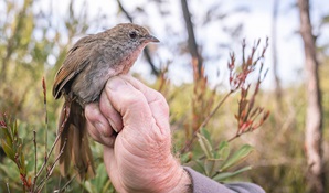 Close up of an eastern bristlebird held by a threatend species officer. Photo: Alex Pike © DPE