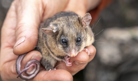Mountain Pygmy Possum in hand. Photo: John Spencer © DCCEEW