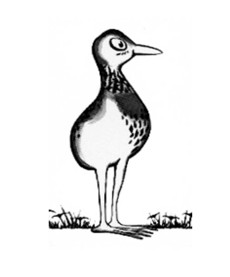 Australian Ornithological Services logo. Photo © Australian Ornithological Services