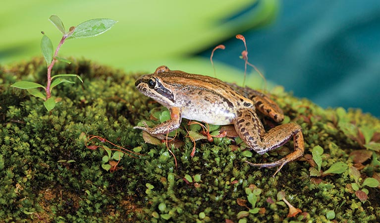 Brown-striped frog. Photo: Rosie Nicolai/OEH