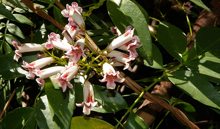 Wonga Wonga vine. Photo: Barry Collier