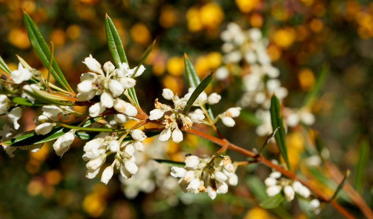 Flowering heath in Blue Mountains National Park. Photo: Steve Alton &copy; OEH