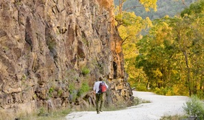 Old Great North Road Walking Track, Dharug National Park. Photo: Nick Cubbin © OEH