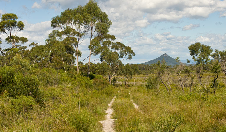 Little Forest walking track, Morton National Park. Photo: Michael van Ewijk &copy; OEH