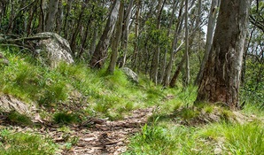 Spring Glade walking track, Mount Canobolas State Conservation Area. Photo © Steve Woodhall