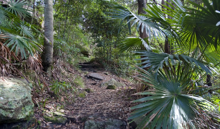 A track with steps meandering through palms along Palm Jungle loop track in Royal National Park. Photo: Nick Cubbin &copy; OEH